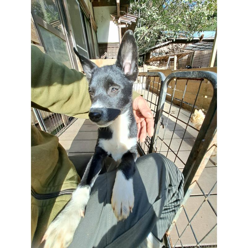 販売中の千葉県のミックス犬-419552