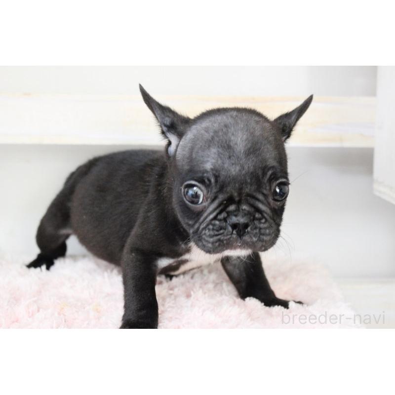 販売中の岡山県のフレンチブルドッグ-422016の10枚目
