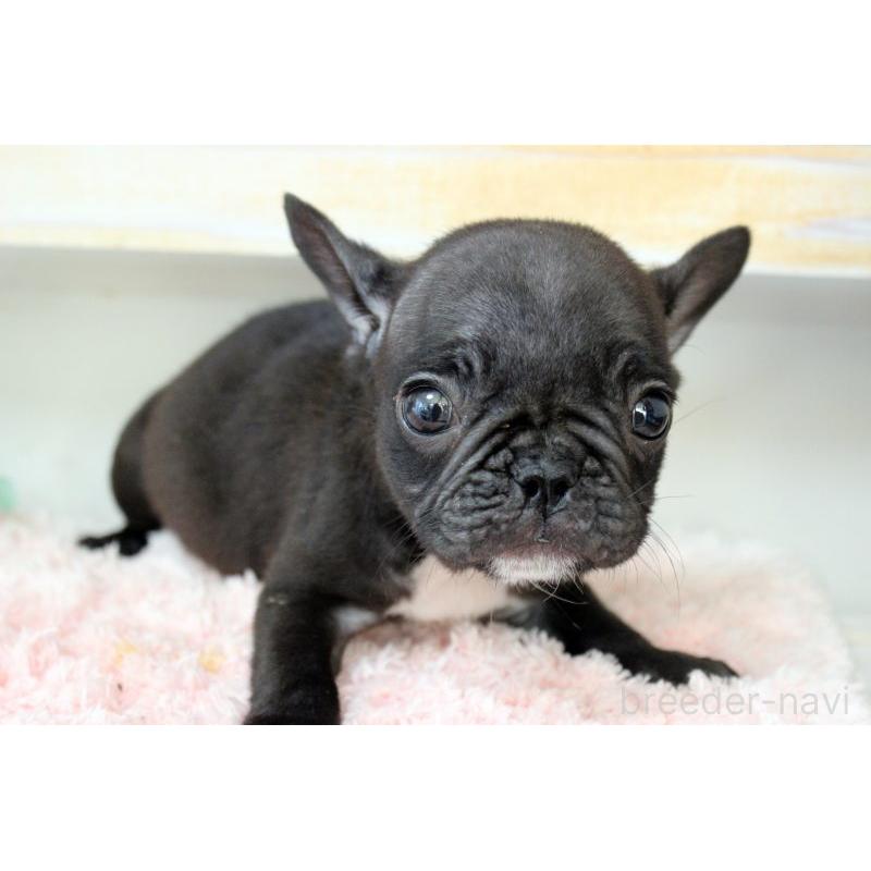 販売中の岡山県のフレンチブルドッグ-422016の9枚目