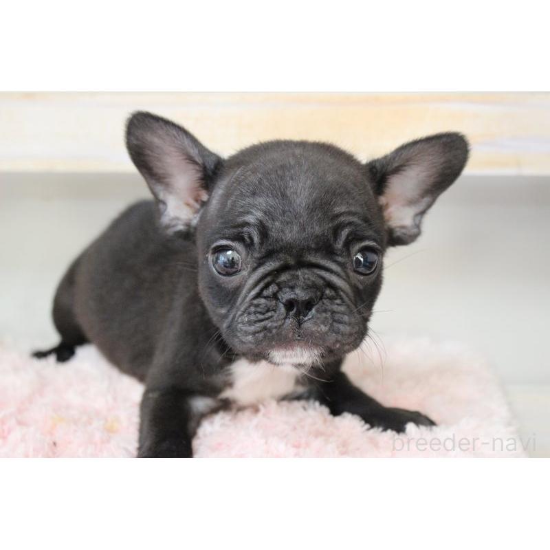 販売中の岡山県のフレンチブルドッグ-422016の8枚目
