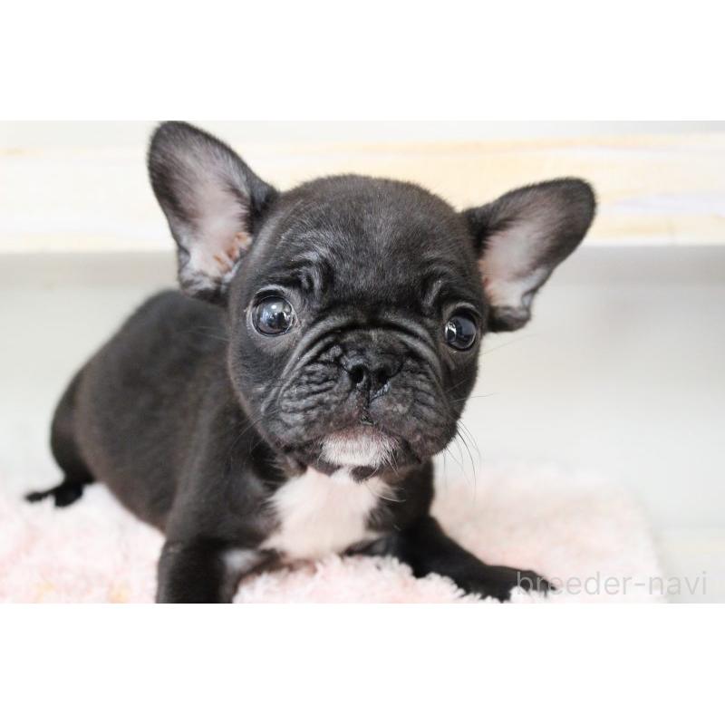 販売中の岡山県のフレンチブルドッグ-422016の7枚目