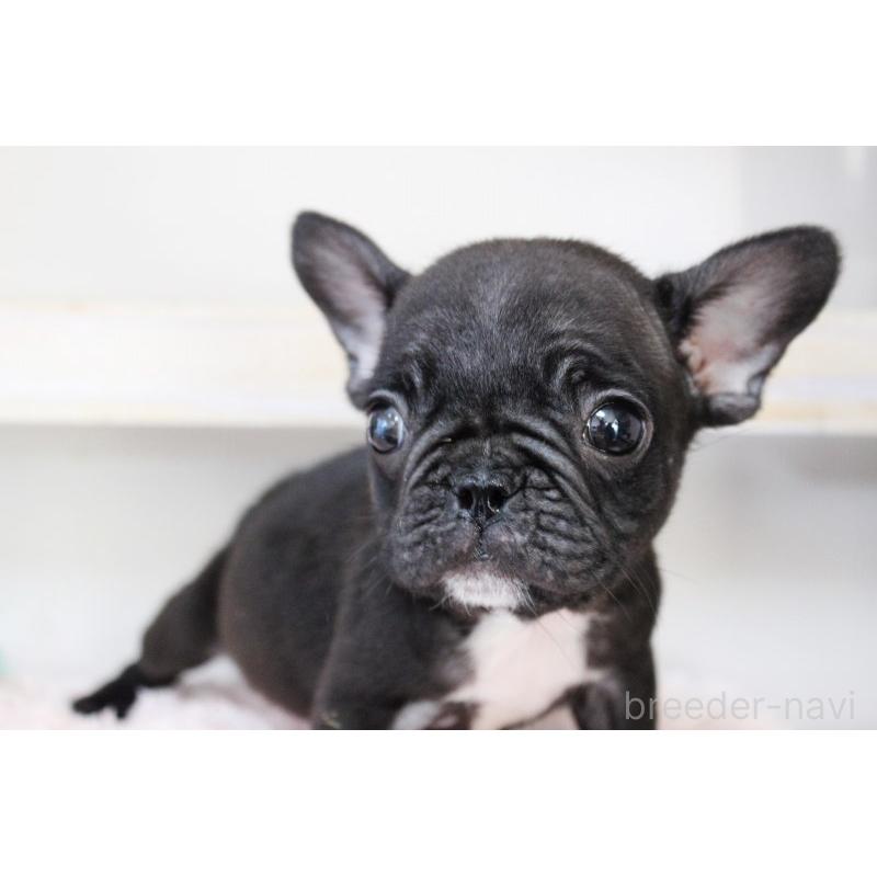 販売中の岡山県のフレンチブルドッグ-422016の6枚目