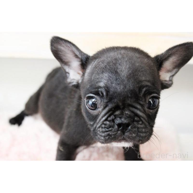 販売中の岡山県のフレンチブルドッグ-422016の5枚目