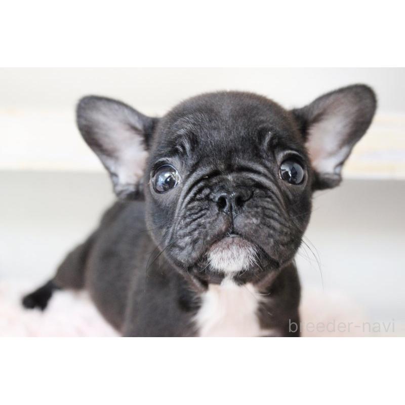 販売中の岡山県のフレンチブルドッグ-422016