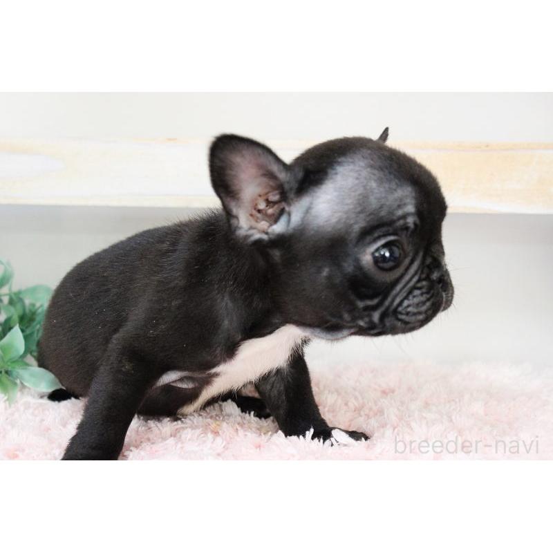 販売中の岡山県のフレンチブルドッグ-422016の4枚目