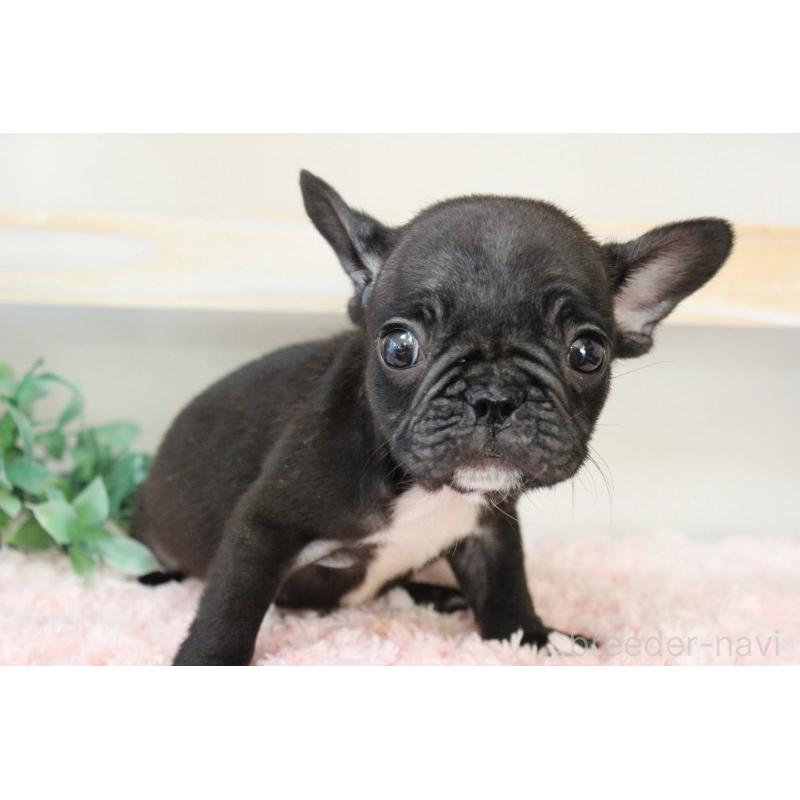 販売中の岡山県のフレンチブルドッグ-422016の3枚目