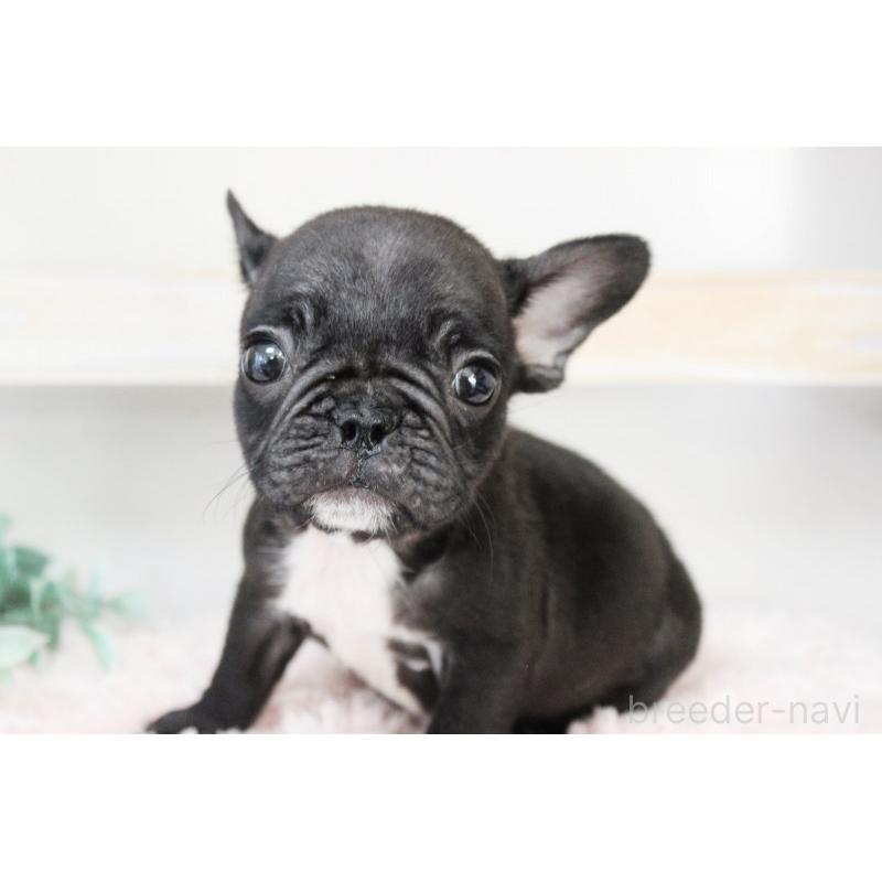 販売中の岡山県のフレンチブルドッグ-422016の2枚目