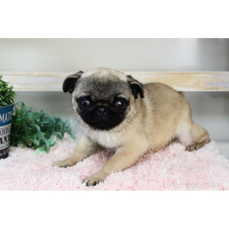 販売中の岡山県のパグ-399471の12枚目