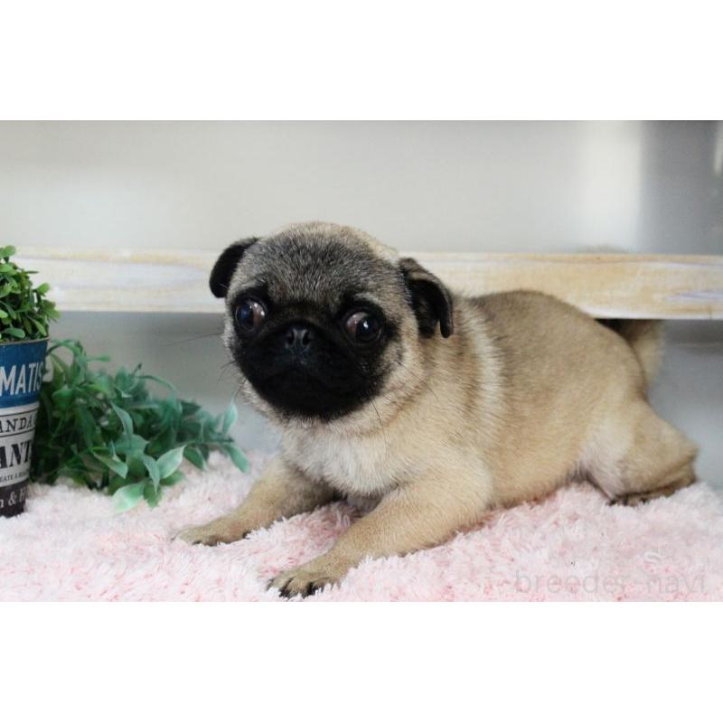 販売中の岡山県のパグ-399471の13枚目