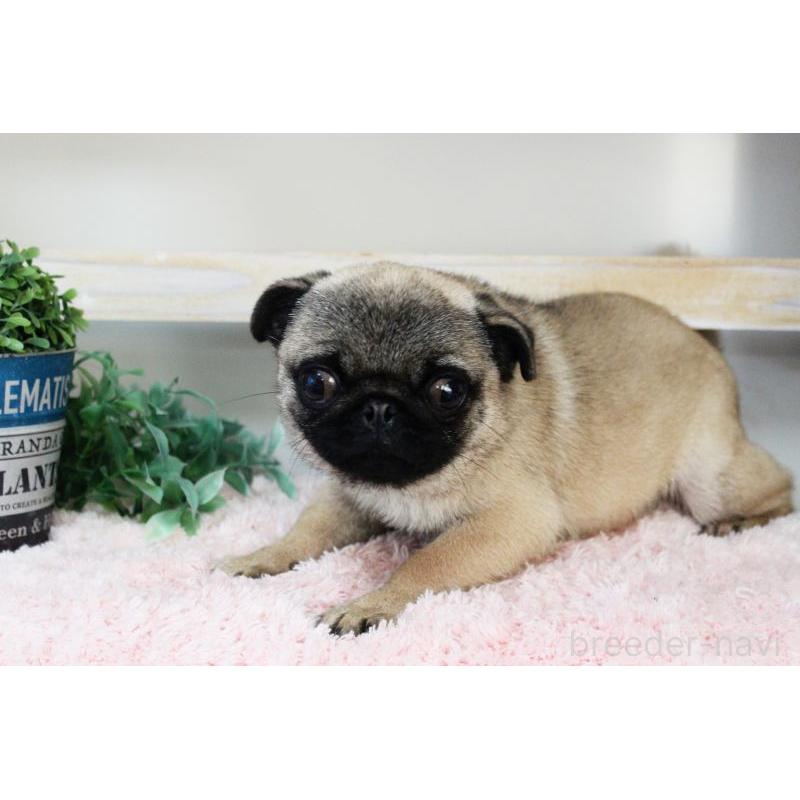 販売中の岡山県のパグ-399471の11枚目