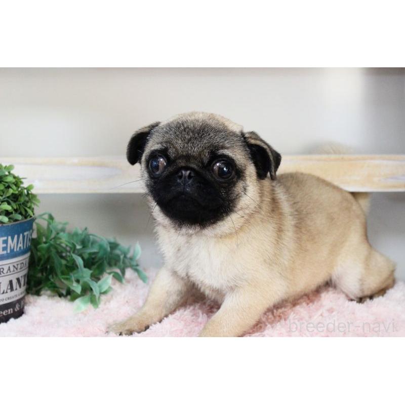 販売中の岡山県のパグ-399471の10枚目