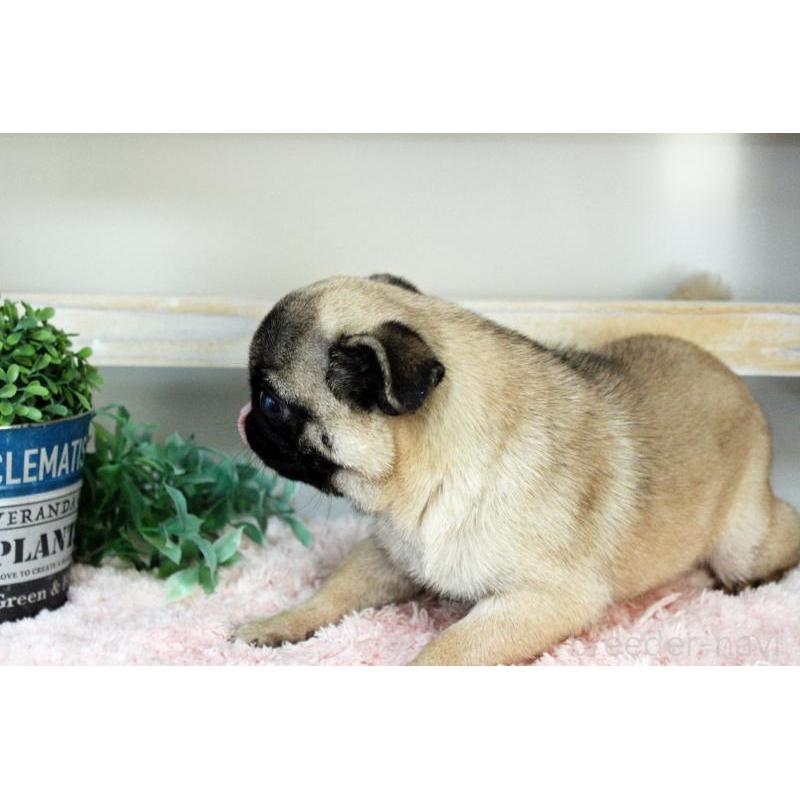 販売中の岡山県のパグ-399471の9枚目