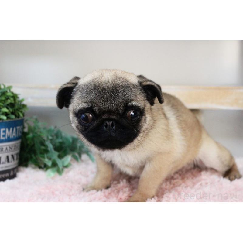 販売中の岡山県のパグ-399471の8枚目