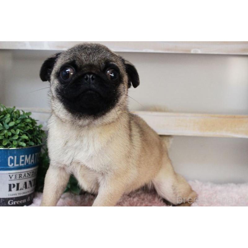 販売中の岡山県のパグ-399471の7枚目