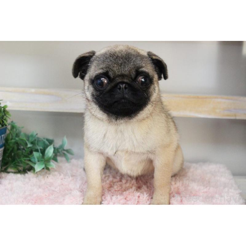 販売中の岡山県のパグ-399471の6枚目