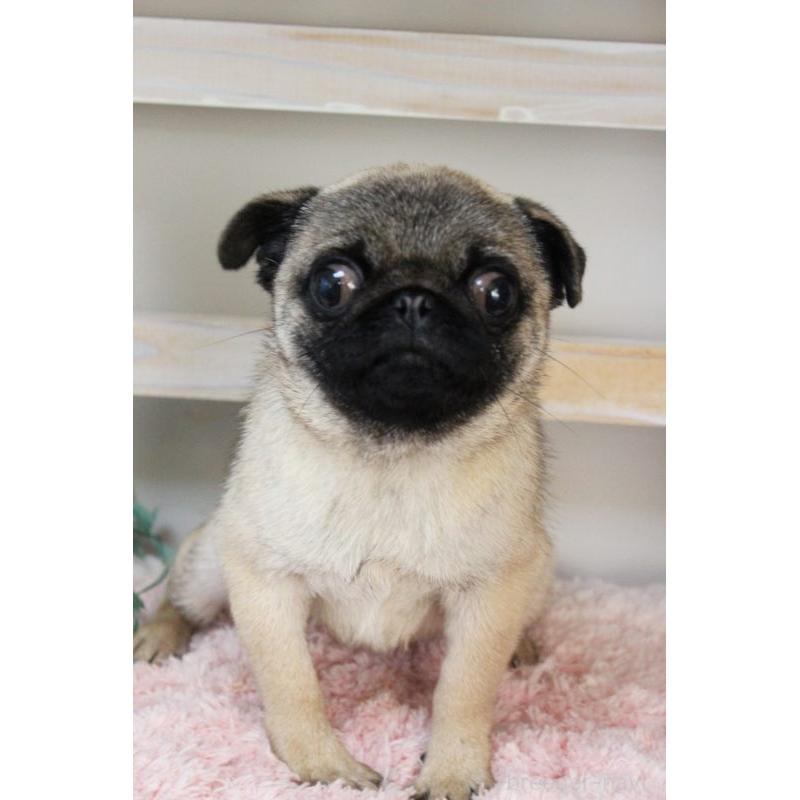 販売中の岡山県のパグ-399471の5枚目