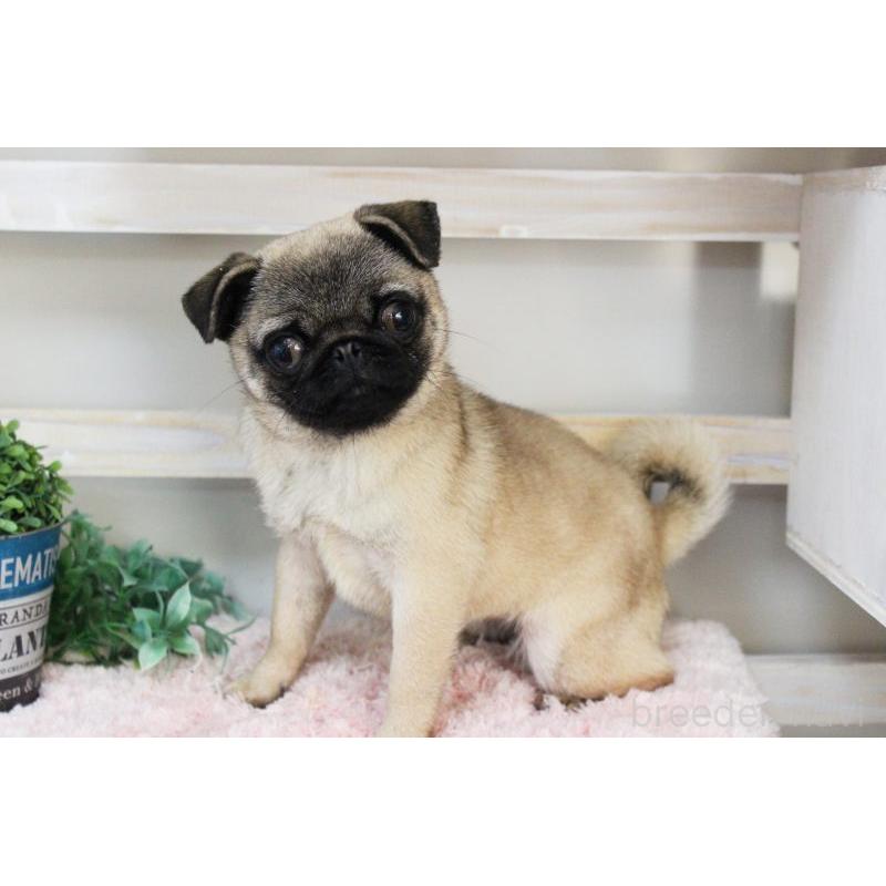 販売中の岡山県のパグ-399471の1枚目