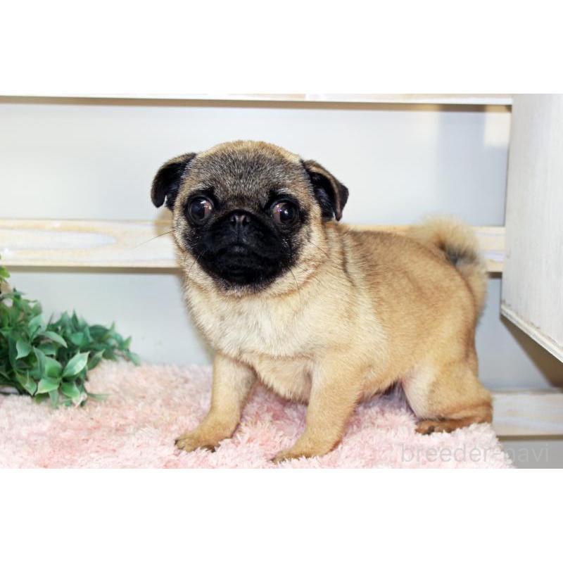 販売中の岡山県のパグ-399471の4枚目