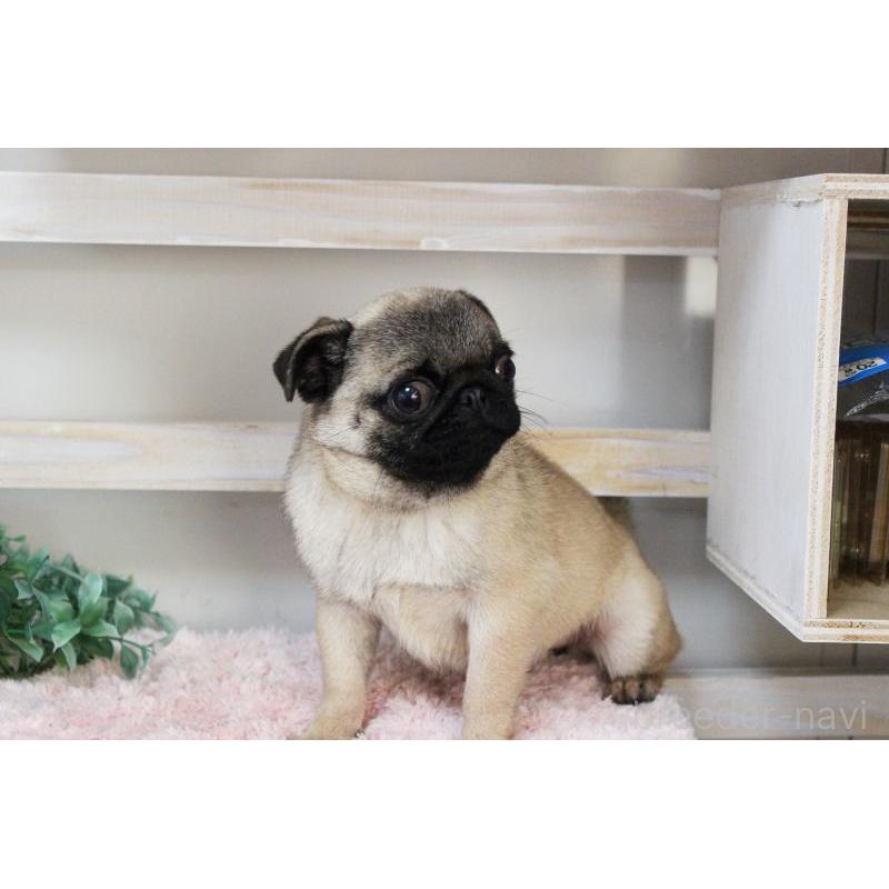 販売中の岡山県のパグ-399471の3枚目