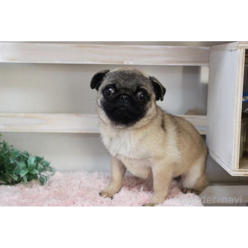 販売中の岡山県のパグ-399471の2枚目