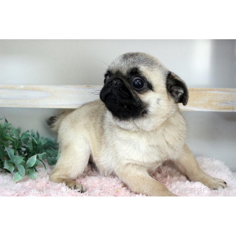 販売中の岡山県のパグ-399470の19枚目