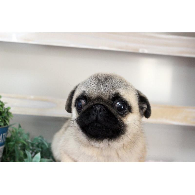 販売中の岡山県のパグ-399470の18枚目