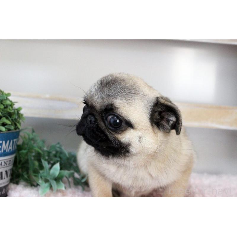 販売中の岡山県のパグ-399470の17枚目