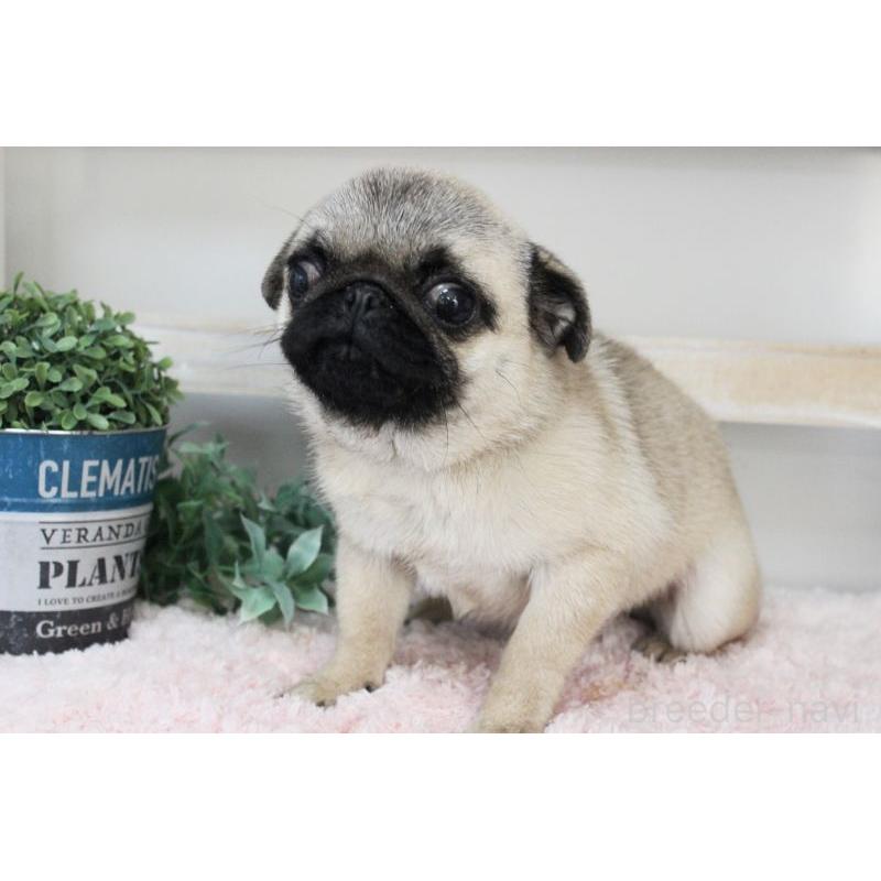 販売中の岡山県のパグ-399470の16枚目