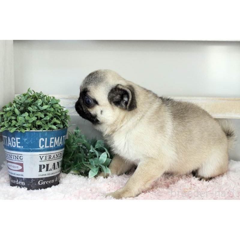 販売中の岡山県のパグ-399470の15枚目