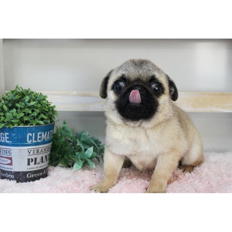 販売中の岡山県のパグ-399470の14枚目