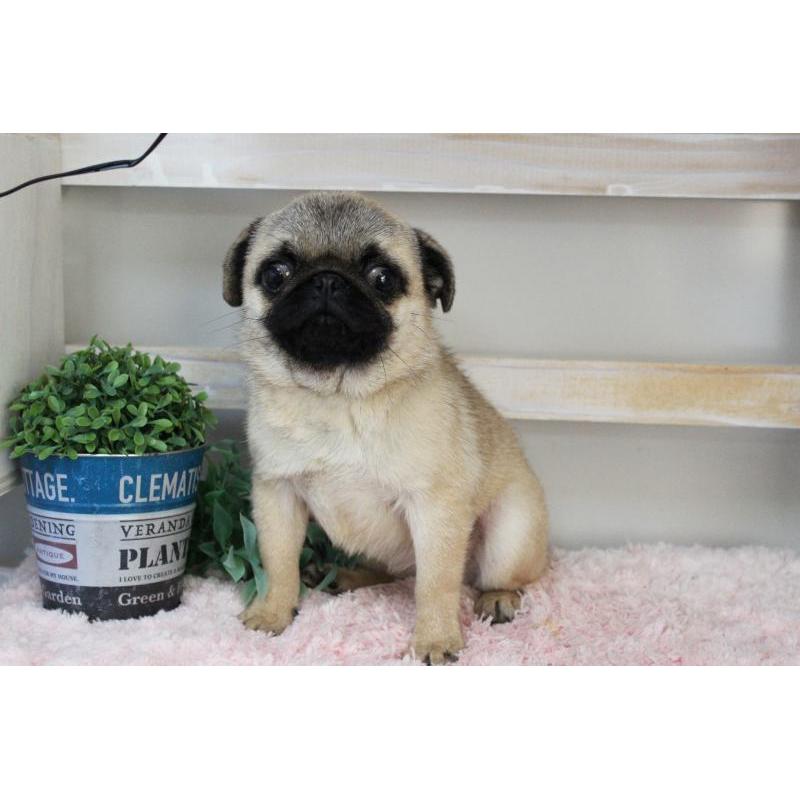 販売中の岡山県のパグ-399470の13枚目