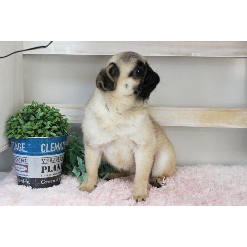 販売中の岡山県のパグ-399470の12枚目