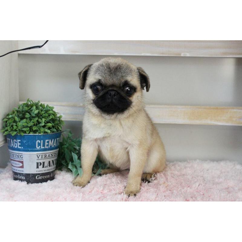 販売中の岡山県のパグ-399470の11枚目