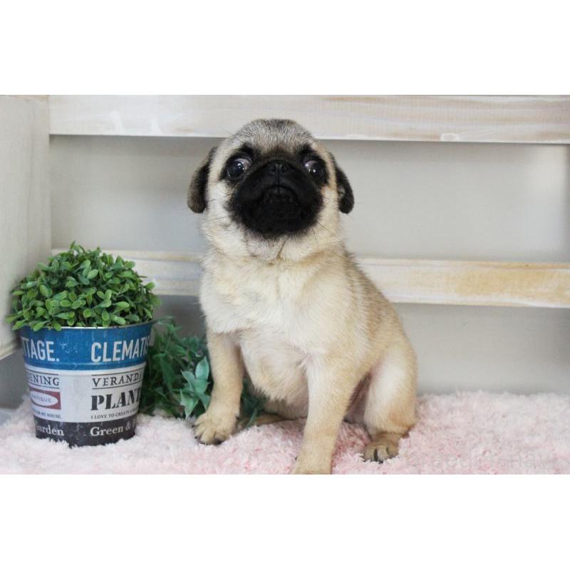 販売中の岡山県のパグ-399470の10枚目