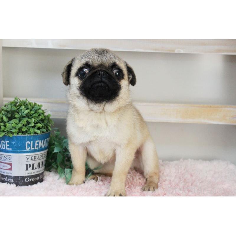 販売中の岡山県のパグ-399470の9枚目