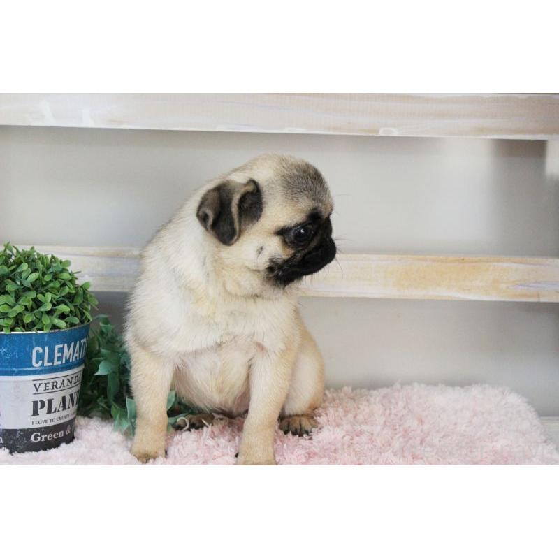 販売中の岡山県のパグ-399470の8枚目