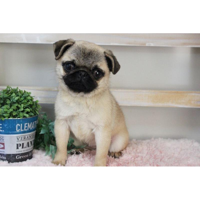 販売中の岡山県のパグ-399470の7枚目