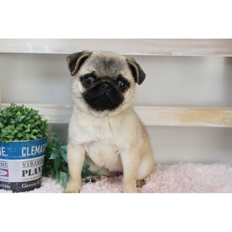 販売中の岡山県のパグ-399470の6枚目