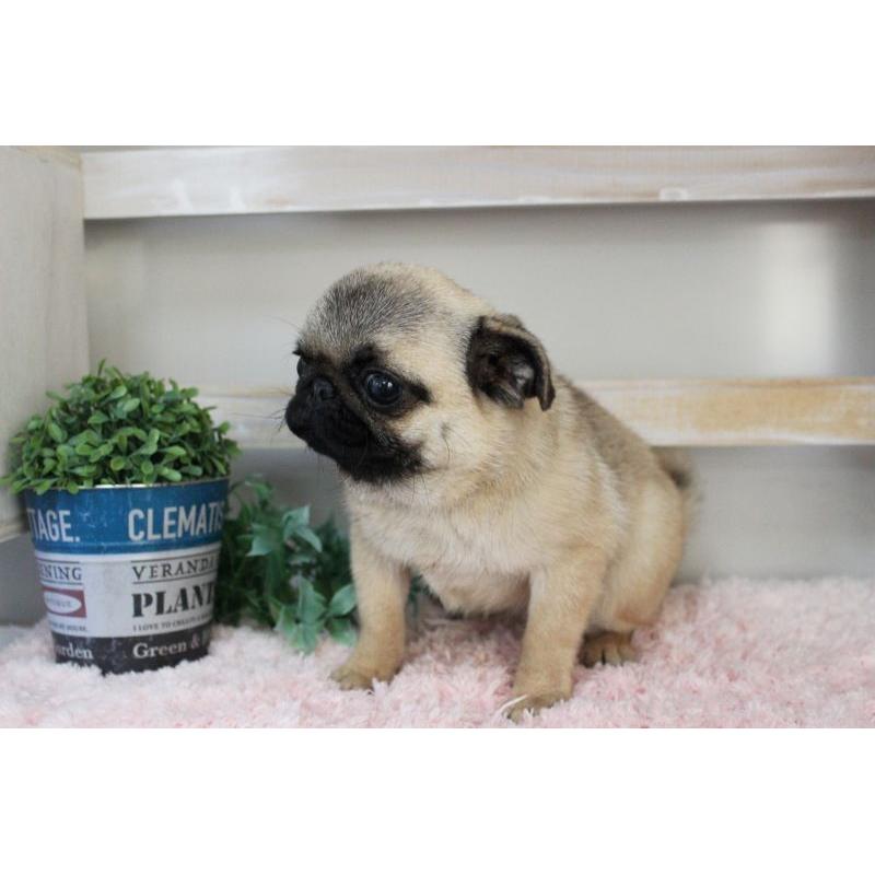 販売中の岡山県のパグ-399470の5枚目