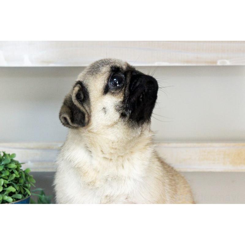 販売中の岡山県のパグ-399470の4枚目