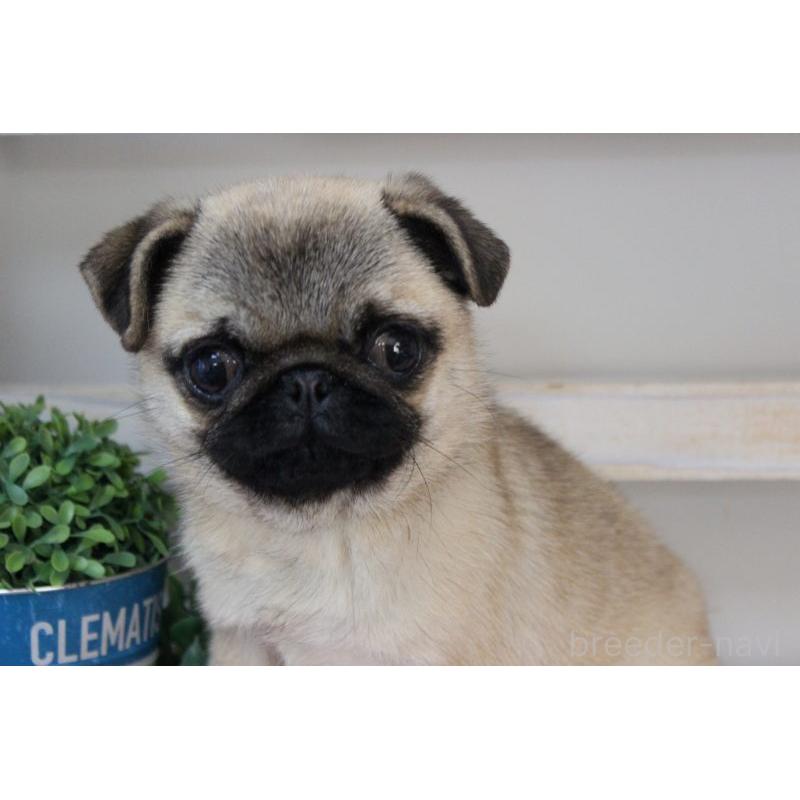 販売中の岡山県のパグ-399470