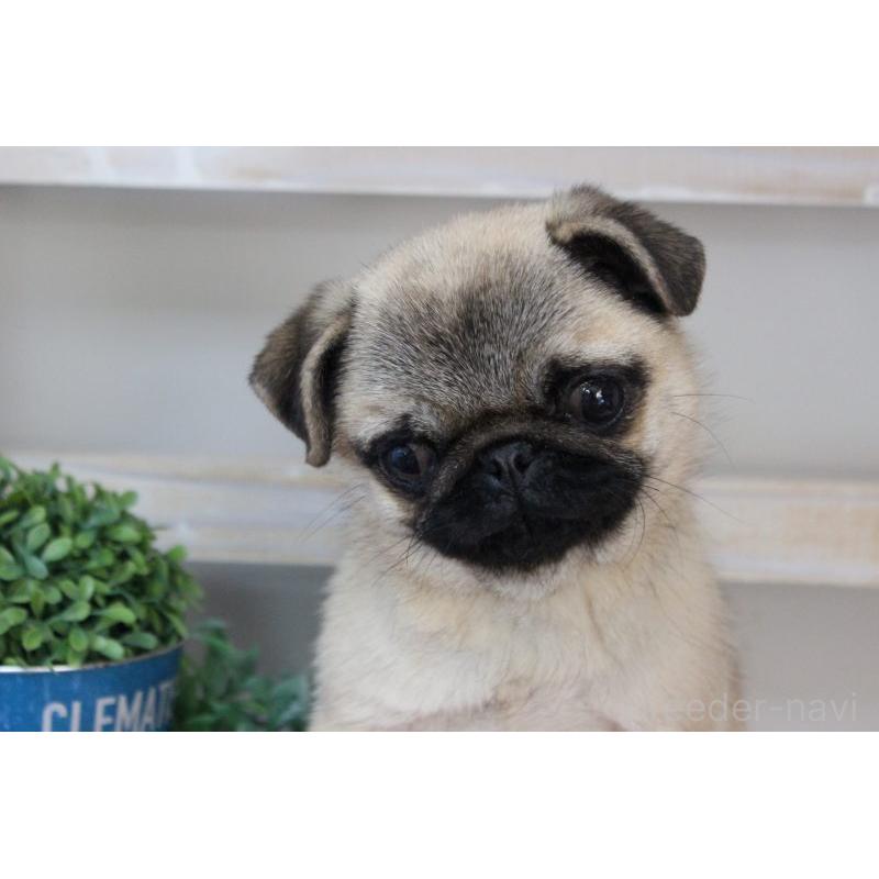 販売中の岡山県のパグ-399470の3枚目