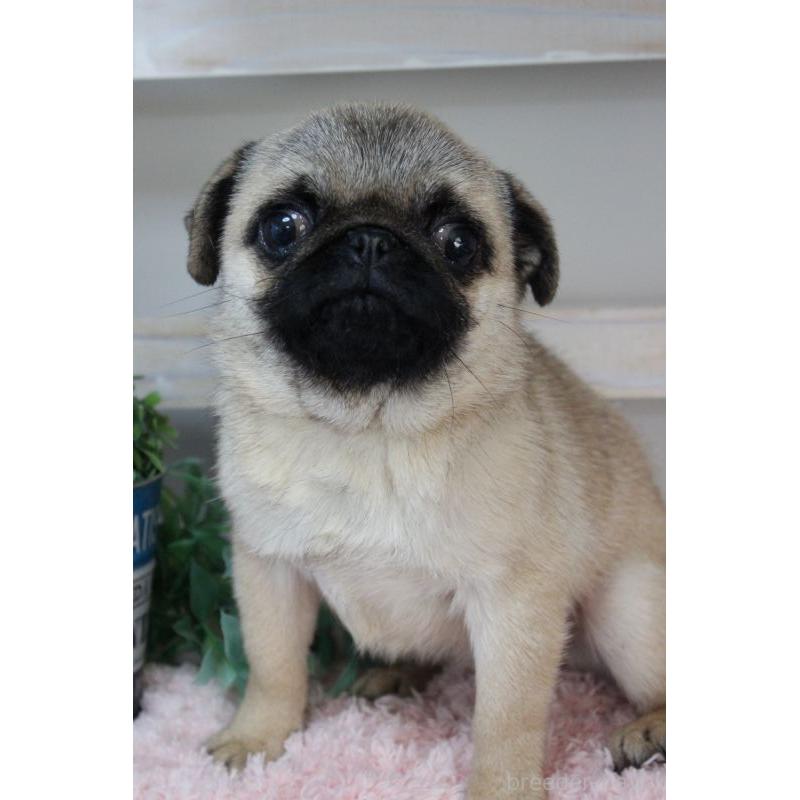 販売中の岡山県のパグ-399470の2枚目