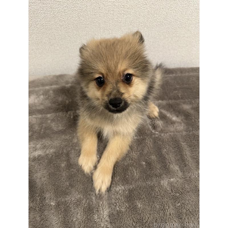 販売中の滋賀県のポメラニアン-417428の3枚目