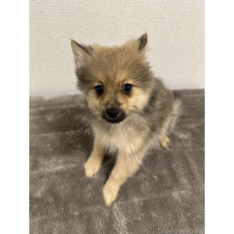 販売中の滋賀県のポメラニアン-417428の2枚目