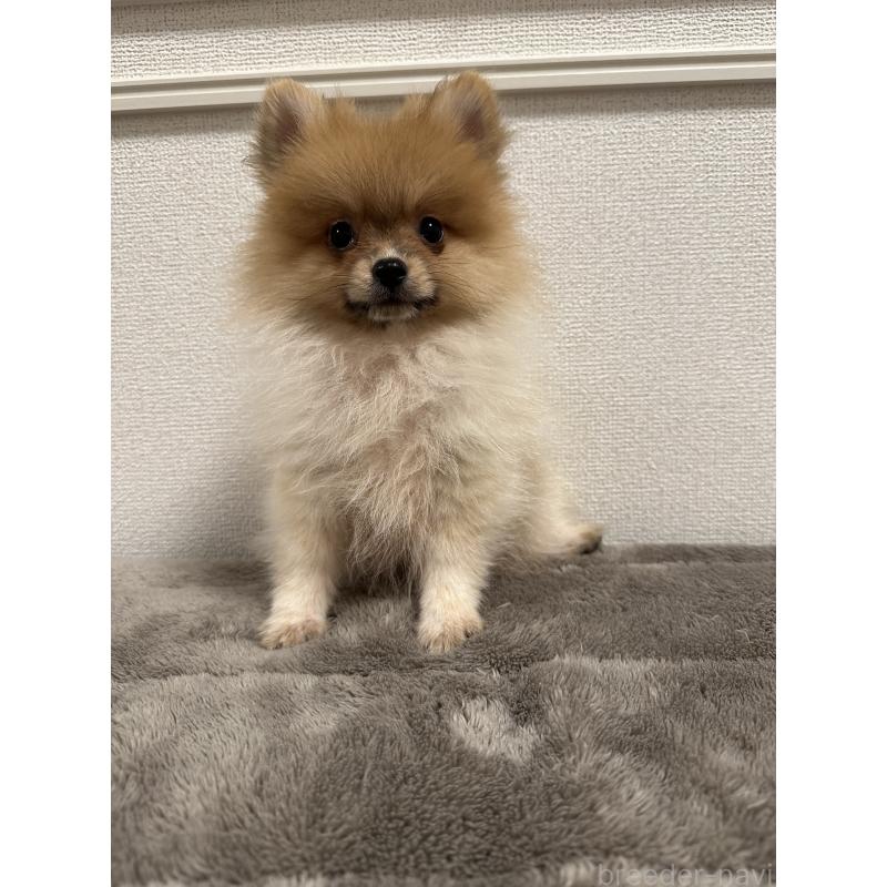 販売中の滋賀県のポメラニアン-417430の3枚目