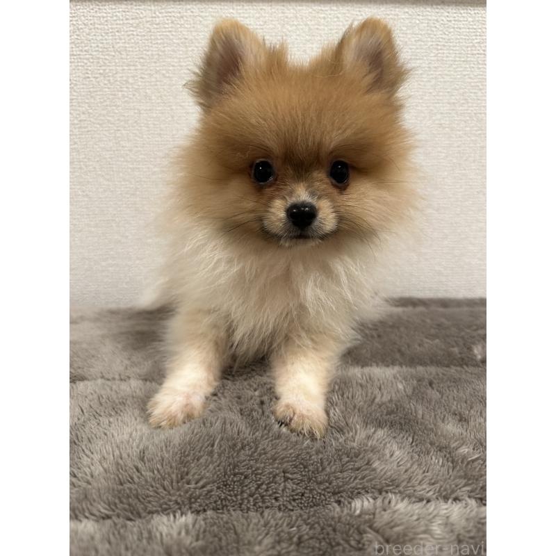 販売中の滋賀県のポメラニアン-417430の2枚目