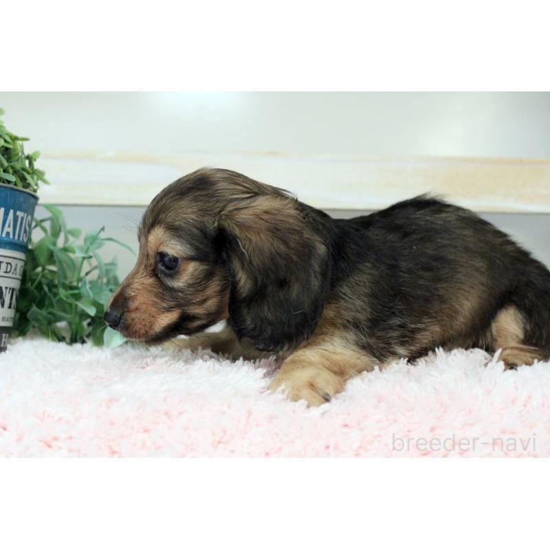 販売中の岡山県のカニンヘンダックスフンド(ロングヘアード)-424556の10枚目