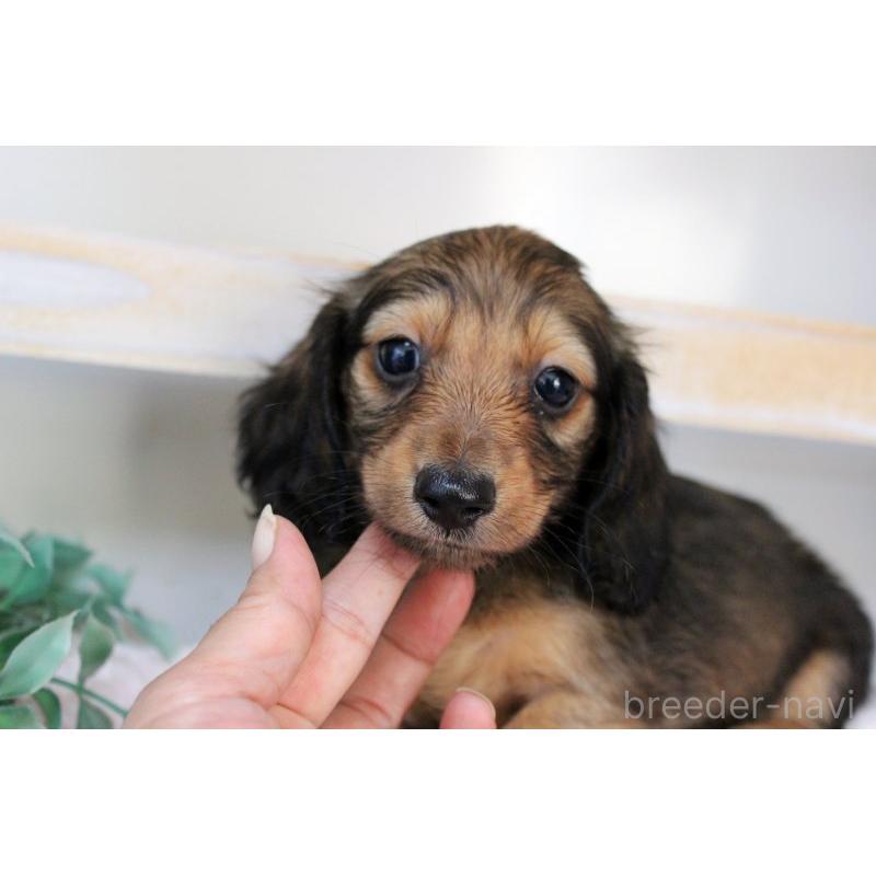 販売中の岡山県のカニンヘンダックスフンド(ロングヘアード)-424556