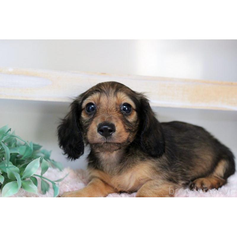 販売中の岡山県のカニンヘンダックスフンド(ロングヘアード)-424556の7枚目